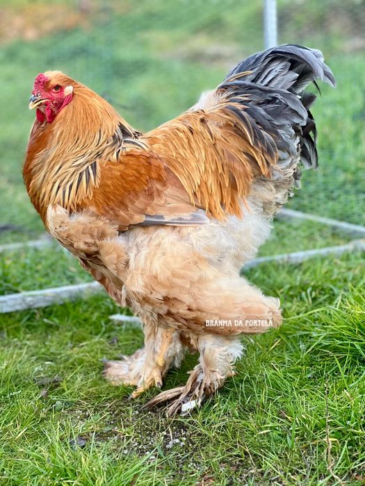 BRAHMA BUFF NEGRO / AZUL ( OVOS )