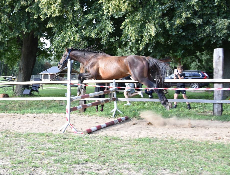 Małopolak 5 lat wydoki spokojny bryczka siodlo
