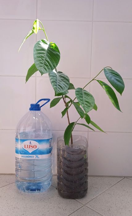 Árvore da anona!