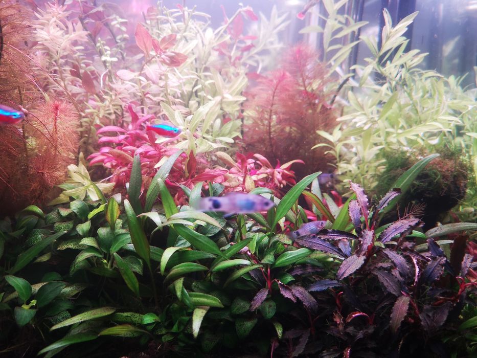 Lote 20  pés Plantas Aquário