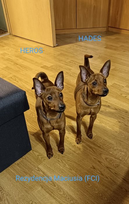 Pinczer Miniaturowy ZKwP/FCI po Ch.PL Zapowiedź Miotu Kwiecień 2026r.