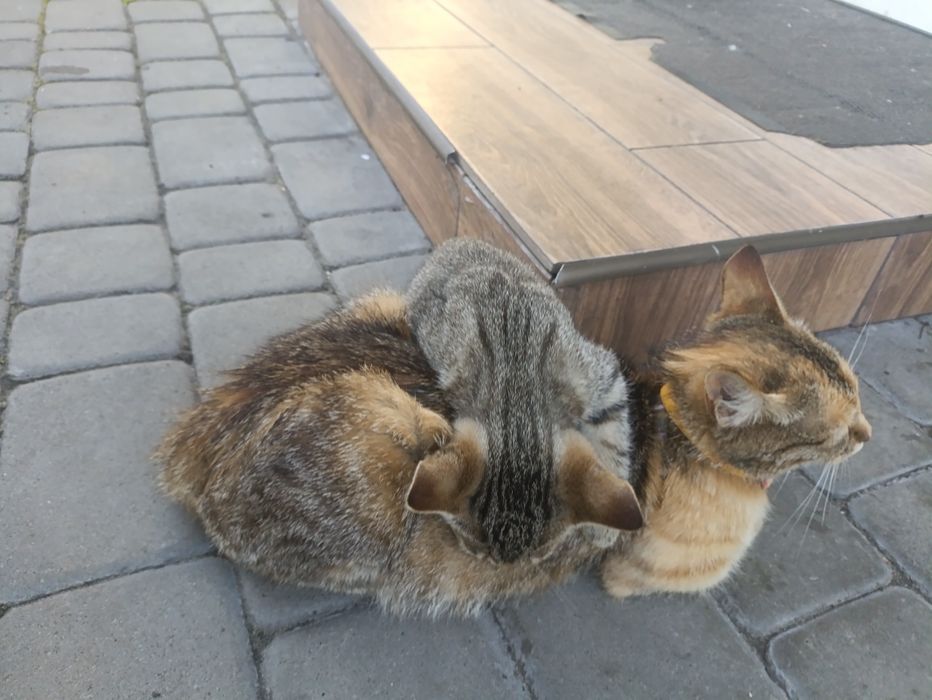 Котенята  в добрі руки