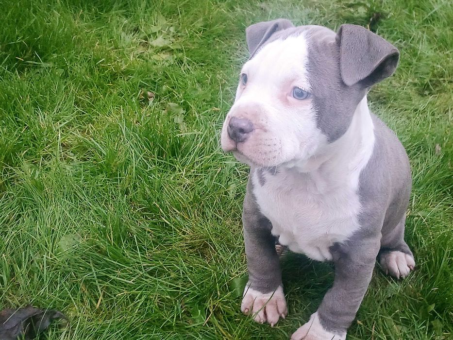 amstaff suczka polecam