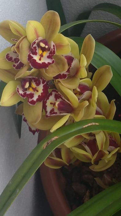 Orquídea amarela e vermelha