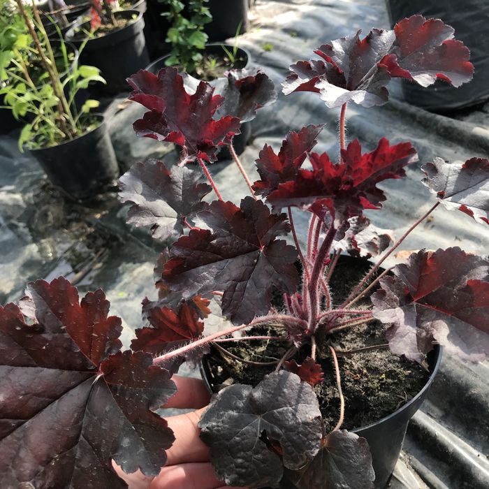 гейхера темно вишнева