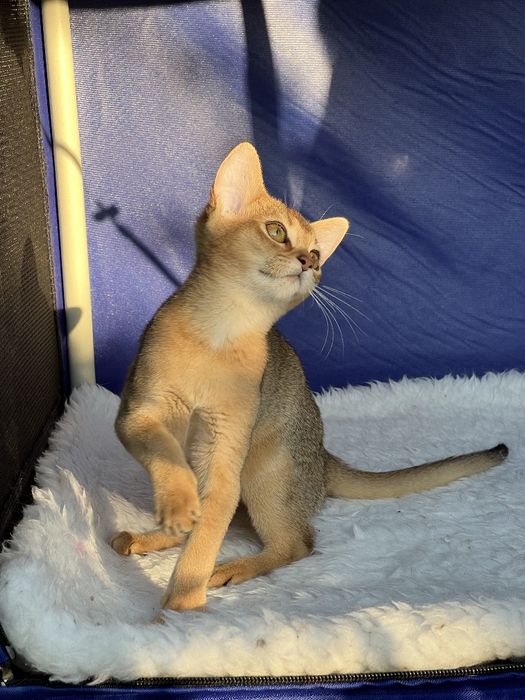 Шикарный аби мальчик