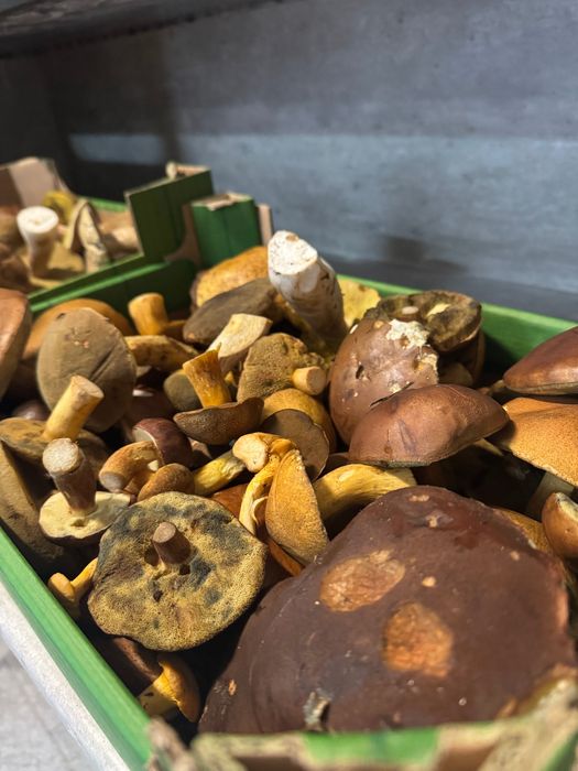 Mix Grzybów Leśnych świeżo zbierane