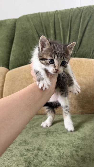 Кошенята у люблячі руки Луцьк
