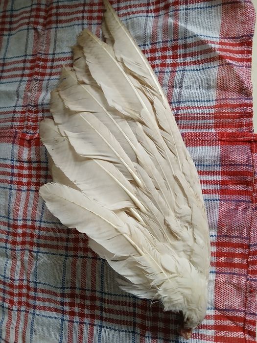 Крило гусяче. Зручне  нове