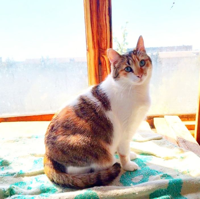 Лагідна Киця та Котик