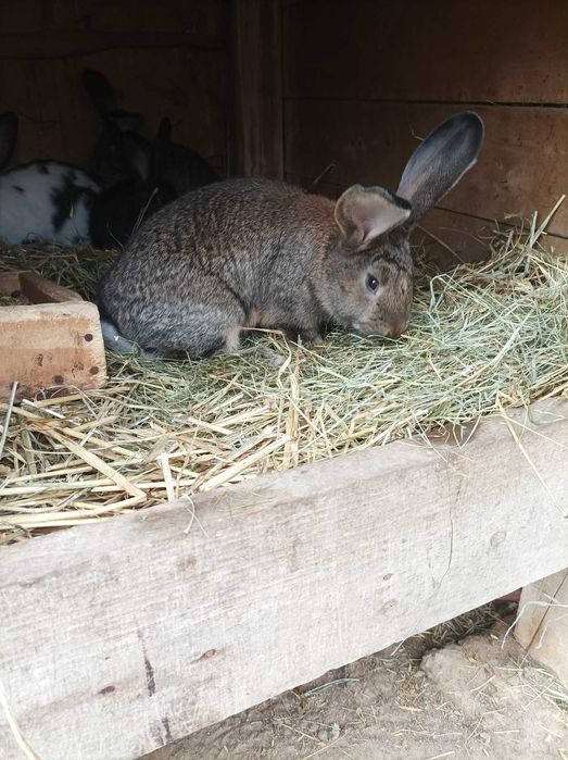 Króliki bos srokacze