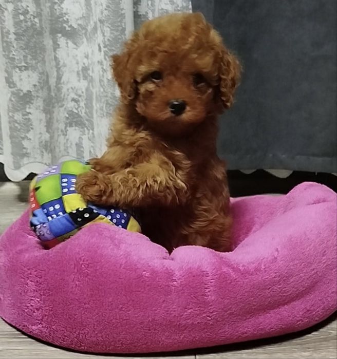 Розкішні хлопчики Той пуделя.