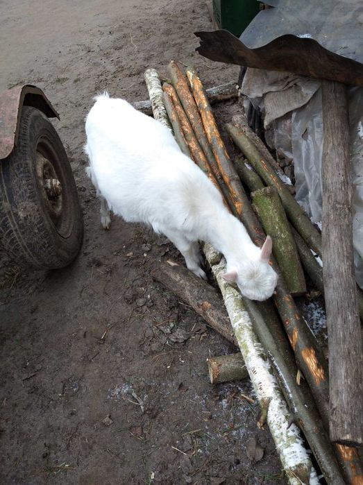 Продам молодняк кози