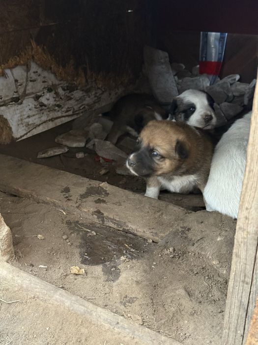 Цуценя в добрі руки, щенки