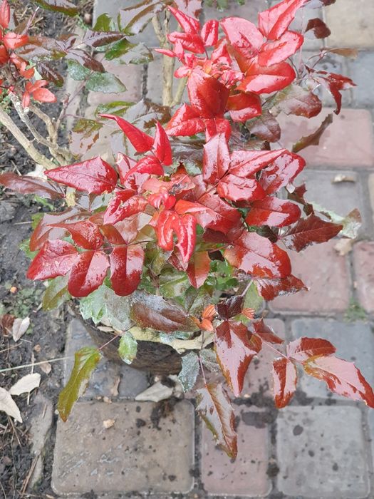 Магонія  по50  копана 4 річка 30смстриж