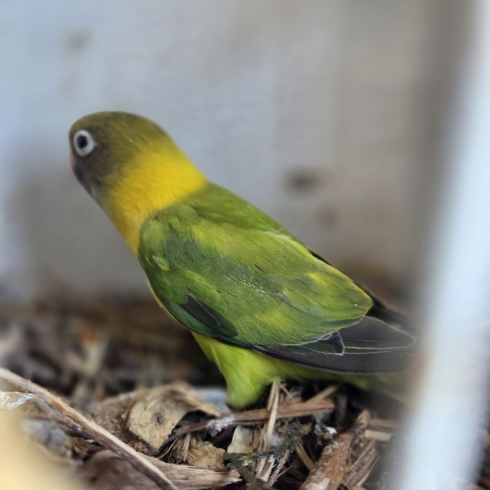 Nierozłączki młode