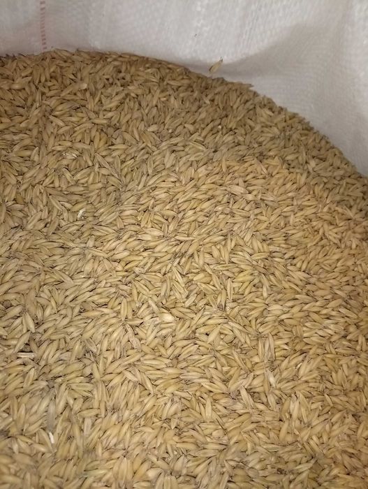 Mam na sprzedaż owiec.