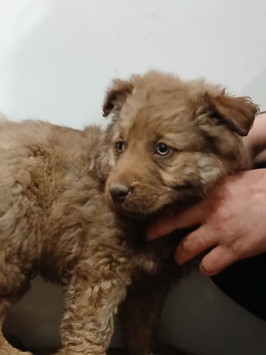 Отдам щеночка в хорошие руки