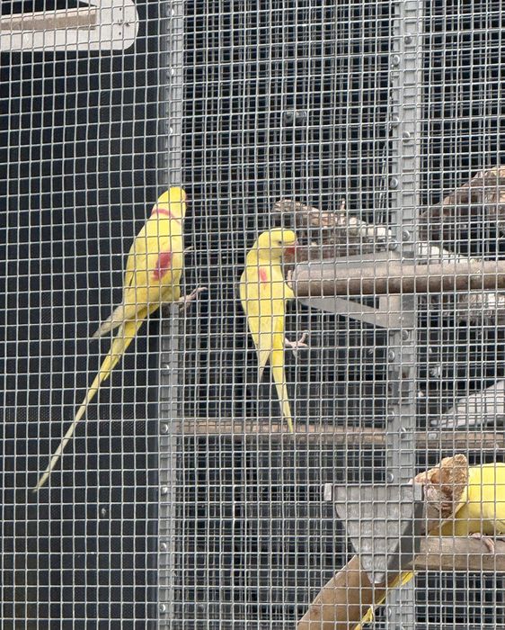 Aleksandretta Wielka Lutino Samiec