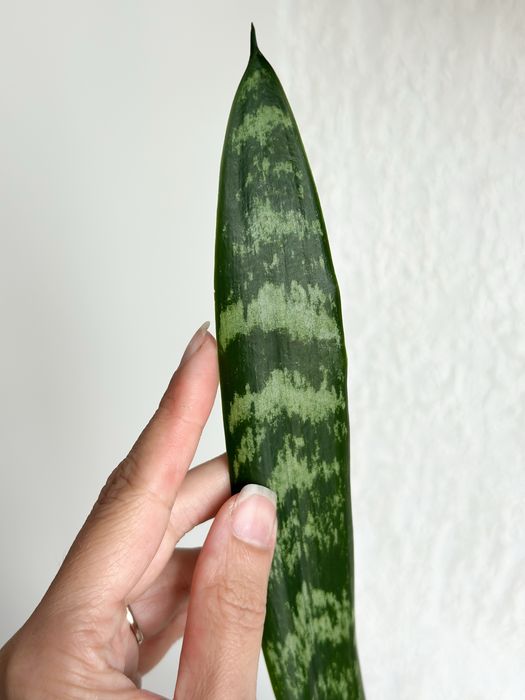 Сансевієрія високоросла