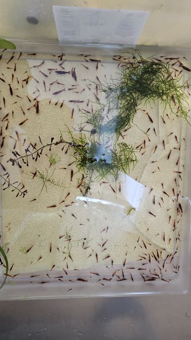 Krewetki red cherry- gratisy