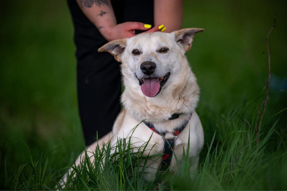 Cheerios szuka domu!