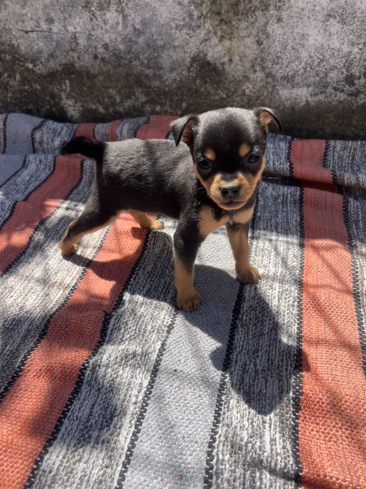 Pinscher miniatura - macho