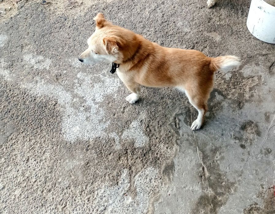 Дівчинка Мала, в добрі руки