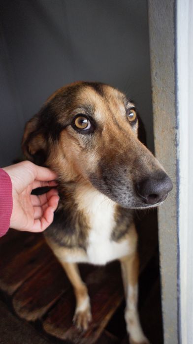 Patolas cadela porte medio grande