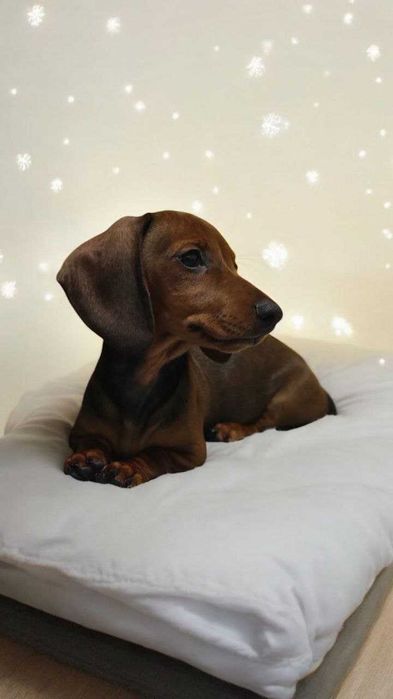 Стандартна такса