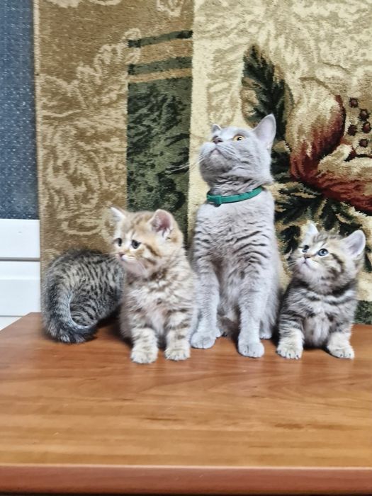 Продам шотландської породи котинят
