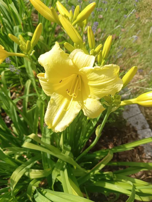 Liliowiec sadzonka bylina wieloletnia