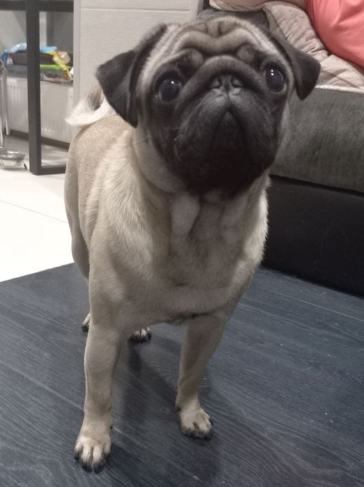 Мальчик мопс ищет подружку