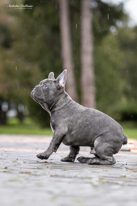 Блакитно-тигровий хлопчик французского бульдога