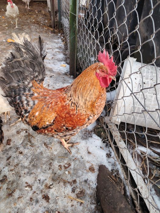 Sprzedam młode koguty