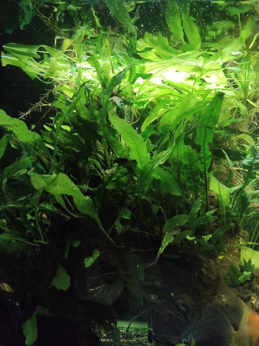 Wgłębka i rośliny akwariowe
