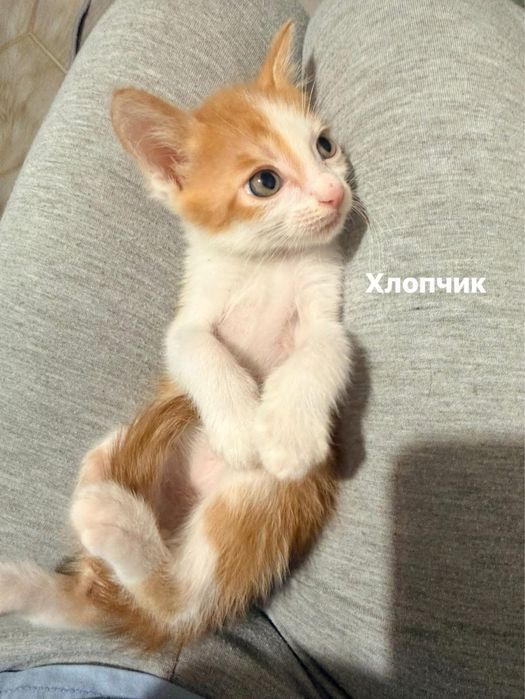 Маленький руденький хлопчик шукає родину