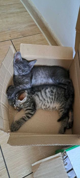 Twoje serce bije mocniej? Adoptuj 10-tygodniowego malucha Teo!