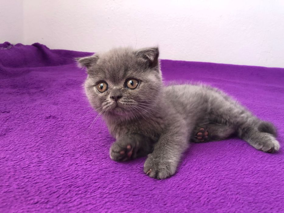 Macho Scottish Fold Azul