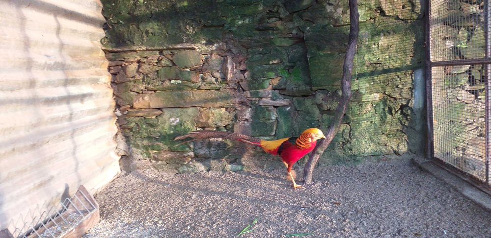 Faisões Dourados 2025