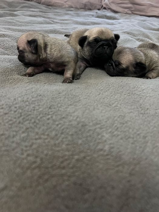 Преміальні цуценята Мопса