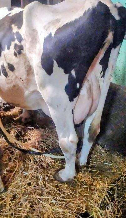 Krowa cielna, Obora pod oceną