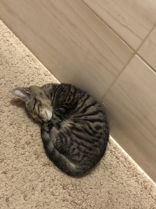 Віддам кота тільки в добрі руки