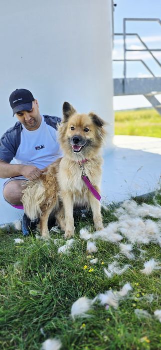 Przepiękny Bouli 4 letni samiec