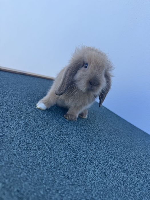 Coelhos anões com 2 meses
