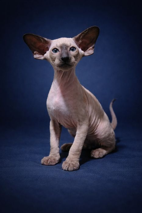 Петерболд окрас колор поінт