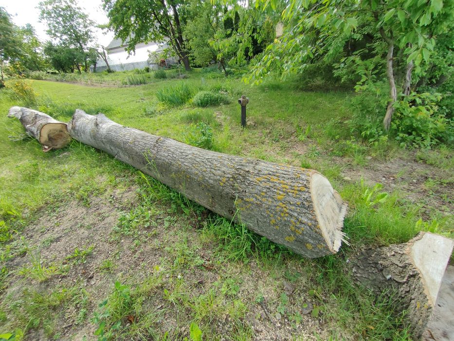 Drzewo topola, kłoda, w stanie okrągłym, na pniu.