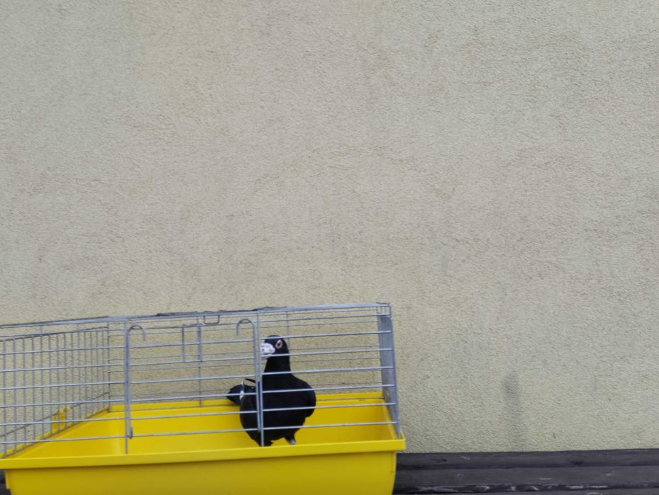 Gołębie pocztowe Fabry, stara linia, WYSYŁKA, gołębie pocztowe