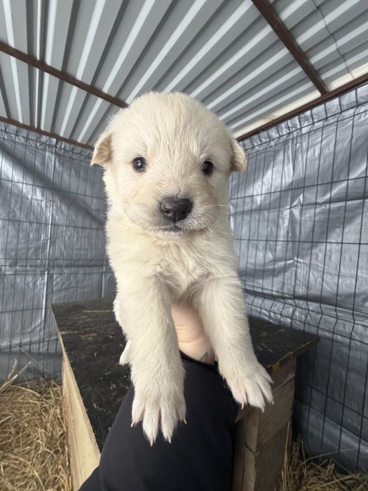 Щенята в добрі руки