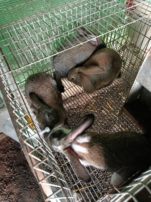 Coelhos caseiros